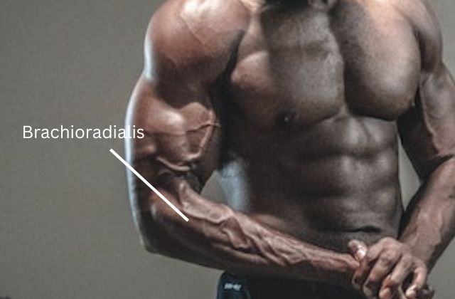 brachioradialis muscle