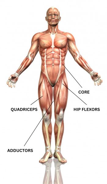 asian squat muscle worked